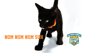 Illustration for article titled Kitten Bowl Player Names, Ranked